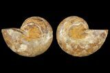 4.1" Cut & Polished Agatized Ammonite Fossil (Pair)- Jurassic - #131745-1